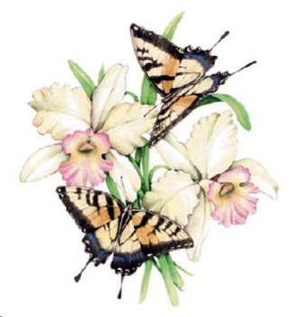 Decal – Schmetterlinge – Orchideen – Butterfly Orchid – 75 mm