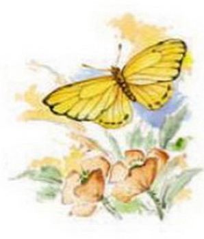 Decal – Schmetterling mit Blumen – 95 x 95 mm