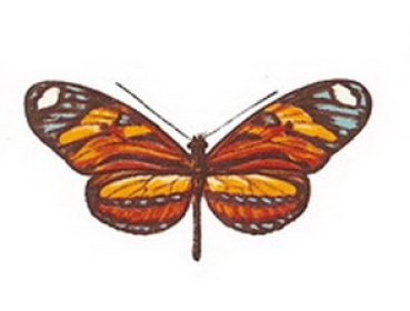 Decal – Schmetterling – 75 x 55 mm