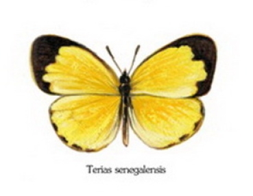 Decal – Schmetterling – 40 mm