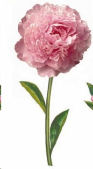 Decal – Blume – Nelke – 45 x 20 mm