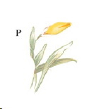 Decal – Blumen – Daffodil – 37 x 25 mm