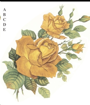 Decal – Golden Rose – 135 x 80 mm