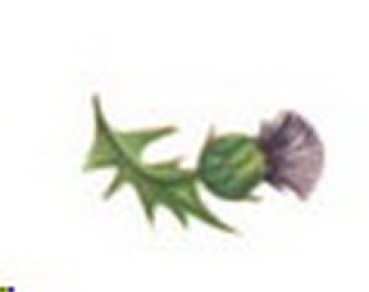 Decal – Distel – Glamis Thistle – 16 x 14 mm