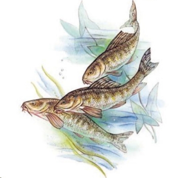Keramik-Tasse  - Becher mit Wunschname – Motiv: 1 x Fische – Barben