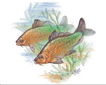 Keramik-Tasse - Becher mit Wunschtext – Motiv: 1 x Fisch – Karpfen