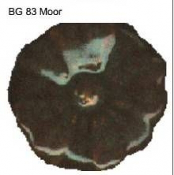 Butterfly-Exotic-Glasur - 100 ml - BG-83 - moor