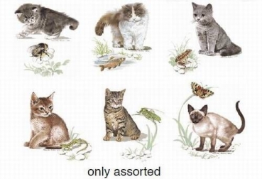 Decal - Set - sechs Katzenkinder - je 65 mm