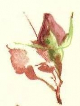 Decal - ROSE 27X20MM