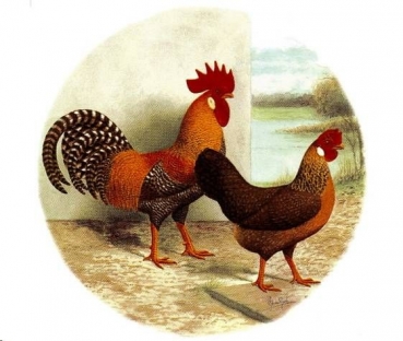 Decal - LEGHORN ROOSTER 75 MM
