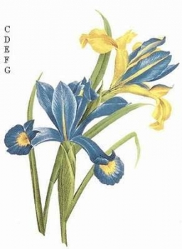 Decal - APRIL 35+33X20MM