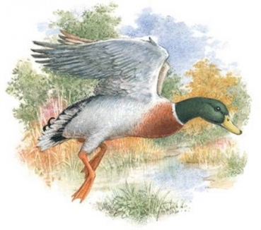 Decal - MALLARD DUCK - 75 mm