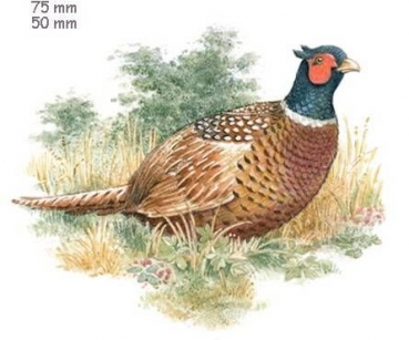Decal - PHEASANT / Fasan - 75 mm