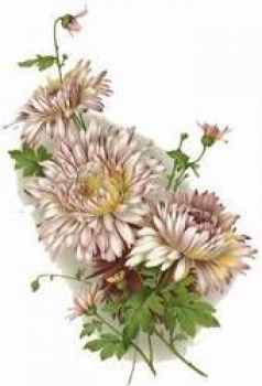 Decal - Hardy Mums - 5 cm