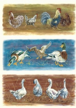 Decal – Hühner / Enten / Gänse 19,5 x 8,5cm