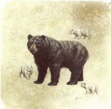 Decal - Black Bear - 10 x 10 cm