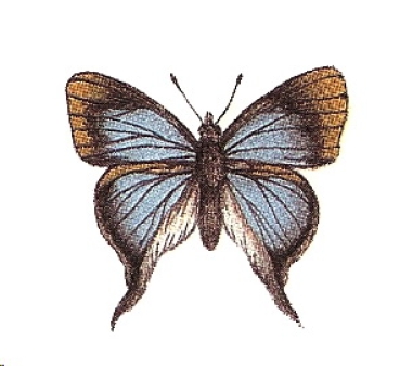 Decal – Schmetterling – 25 x 18 mm