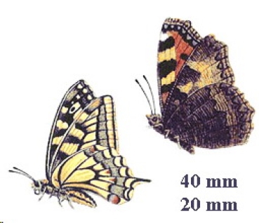 Decals – Schmetterlinge – 2er-Set – 40 mm