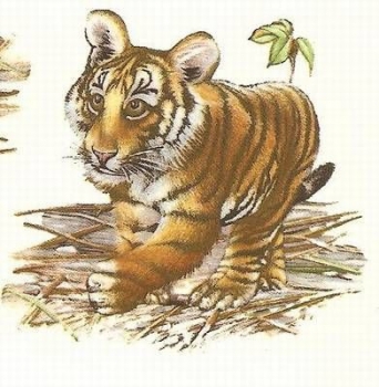 Decal – TIGER 22 x 22mm