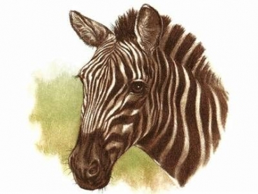Decal - ZEBRA 15 MM