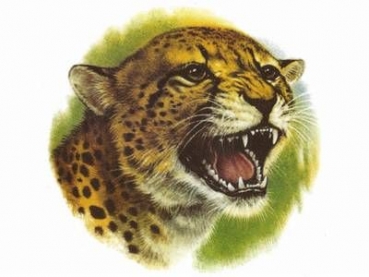 Decal - LEOPARD 15 MM