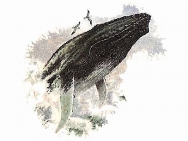 Decal - HUMPBACK WHALE 22X24MM