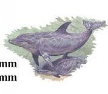 Decal - BOTTLE-NOSED DOLPHIN 52x55 mm