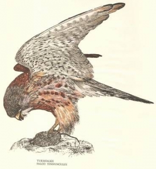 Decal - Turmfalke - 16 x 17 cm