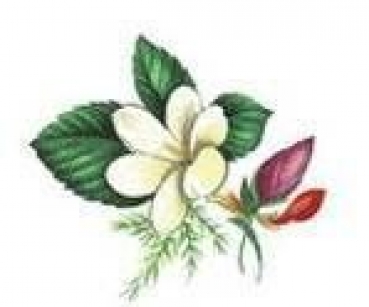 Decal - ANNIVERSARY 50MM