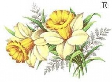 Decal - DAFFODIL 75X50