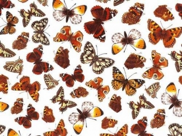 Decal – BUTTERFLY CHINTZ B/G