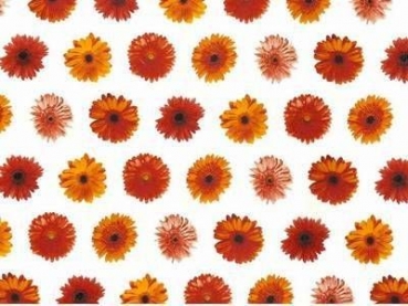 Decal - GERBERA CHINTZ