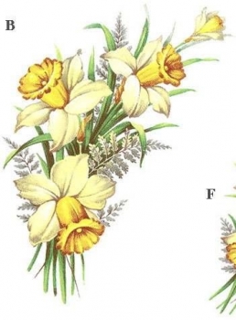 Decal - DAFFODIL 140 x 65