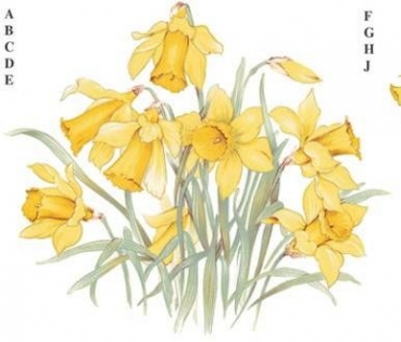 Decal - GOLDEN DAFFODILS 145X130MM