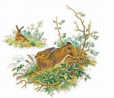Decal - Hase - 80 mm