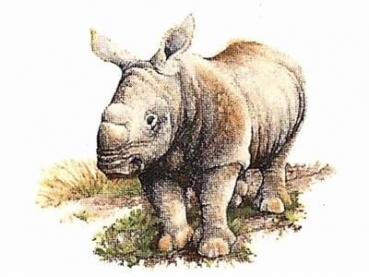 Decal - WHITE RHINOCEROS 22X24MM