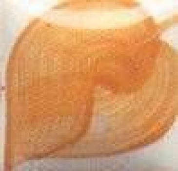 EZ Stroke - Sienna Brown - 29,5 ml - Unterglasurfarbe von DUNCAN / MAYCO