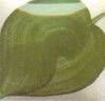EZ Stroke - Ivy Green - 29,5 ml - Unterglasurfarbe von DUNCAN - Best of DUNCAN