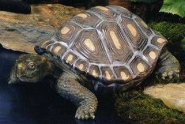 SCIOTO-Gießform - neu – Riesen-Schildkröte – 33 cm lang – USA