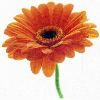 s1465 - Gerbera - Servietten - Packung - 20 Stück