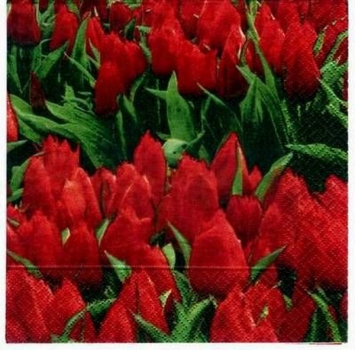 s1533 - Tulpenfeld - red  - Servietten - Packung - 20 Stück