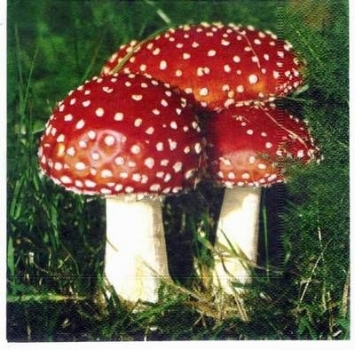 s2032 - amanita - Servietten - Packung - 20 Stück