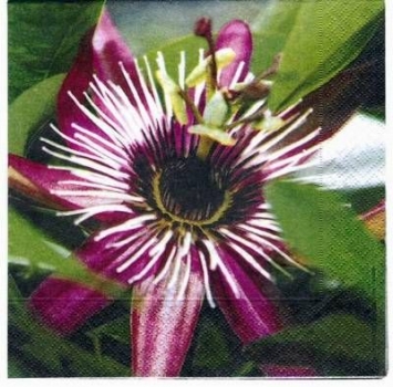 s2046 - exotic flower - Servietten - Packung - 20 Stück