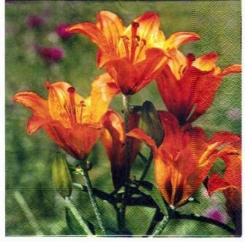 s2197 - orange lily - Servietten - Packung - 20 Stück.