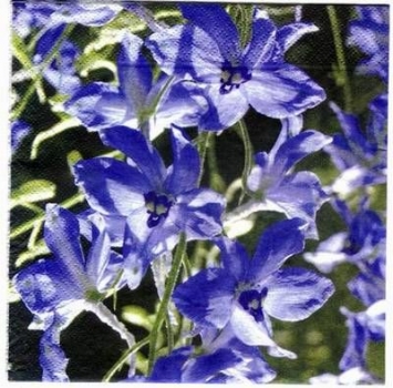s2205 – Blumen – Servietten – Packung – 20 Stück