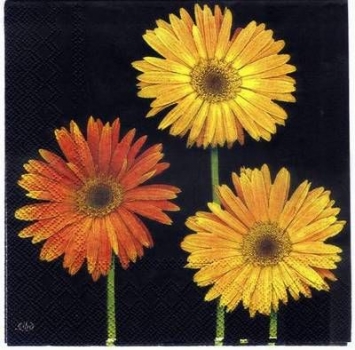 s2336 - Three Gerbera black - Servietten - Packung - 20 Stück.