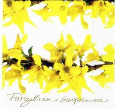 s2717 – Forsythia – Servietten – Packung – 20 Stück