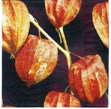 s3201 – Lampionblume - Servietten – Packung – 20 Stück