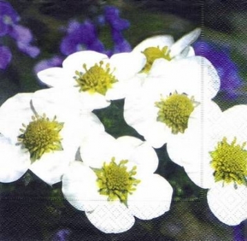 s3486 – Blumen – Servietten – Packung – 20 Stück