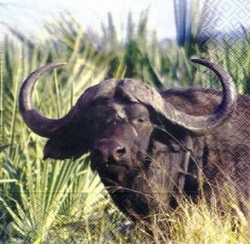 s3903 - Buffalo - Servietten - Packung - 20 Stück